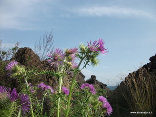 zzena-07-04-2013 08-35-47